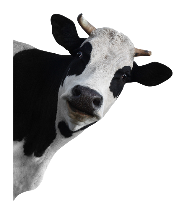 cow-picture